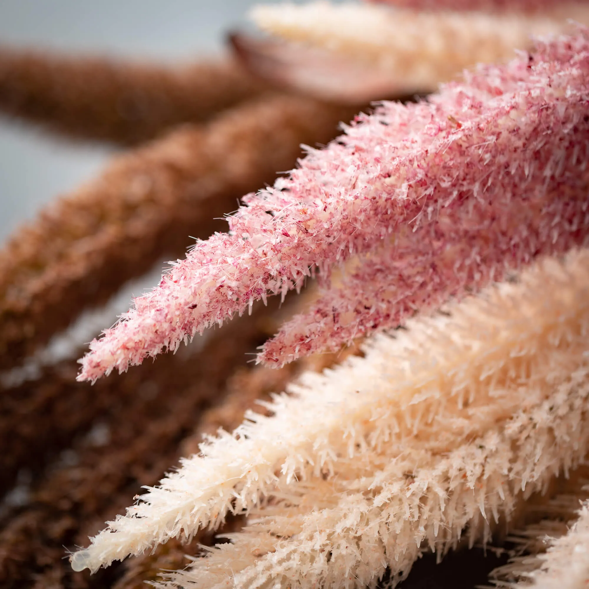 35.5"H Sullivans Tall Desert-Hued Grass Plumes Set of 3, Multicolor