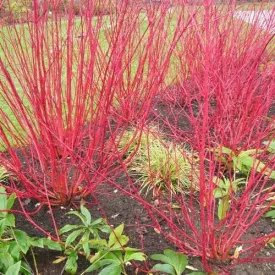 Cornus alba Siberica