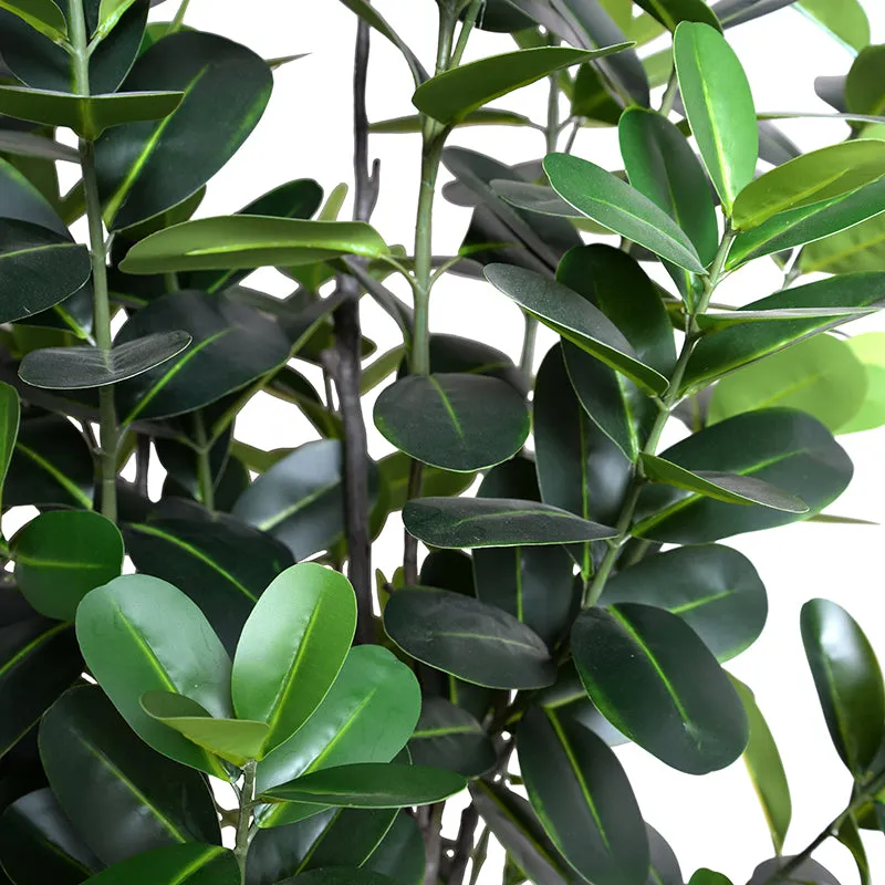 Japanese Fukuji Rubber Tree 6.5'