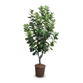 Japanese Fukuji Rubber Tree 6.5'