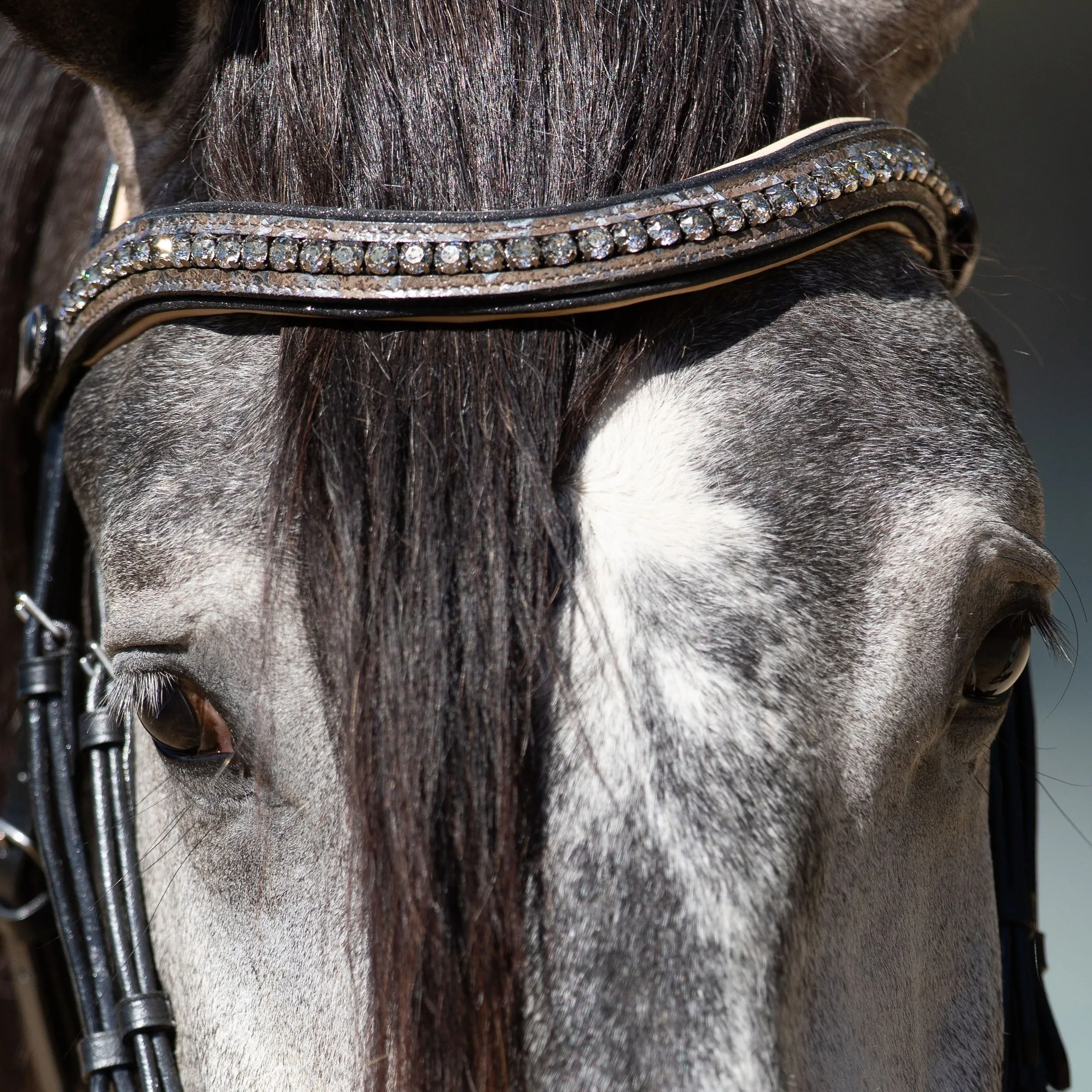 Limited Edition Baroque Bridle