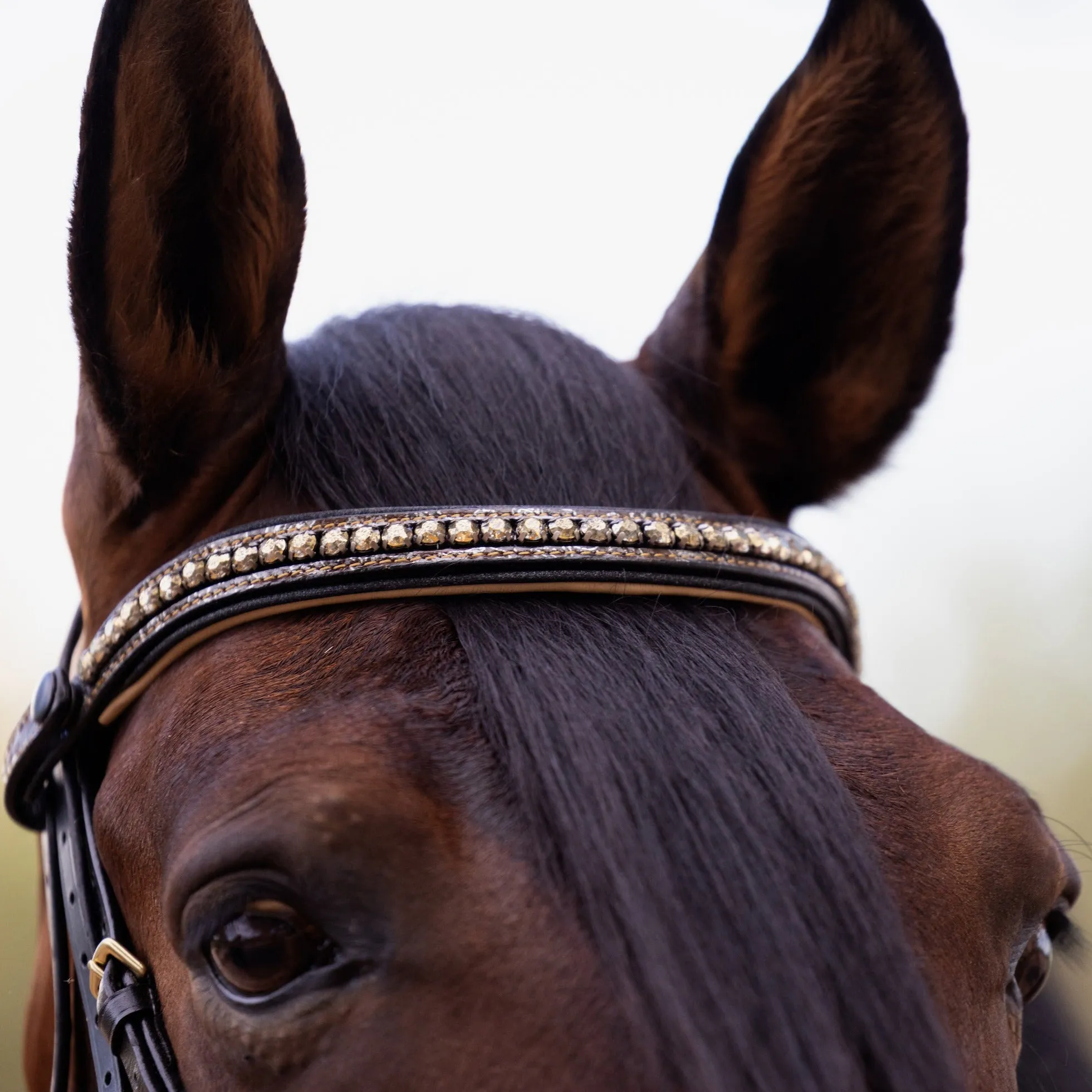 Limited Edition Baroque Bridle