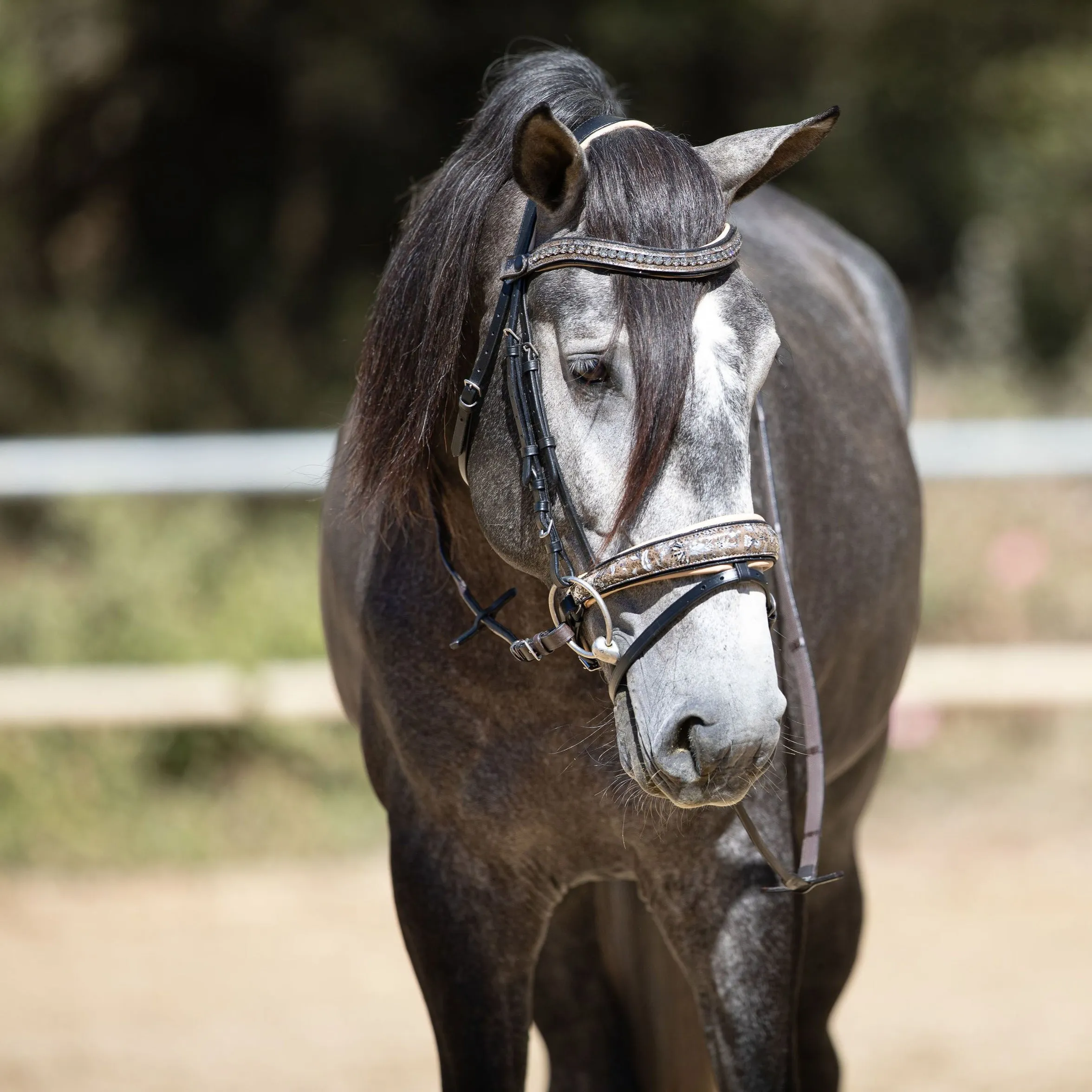 Limited Edition Baroque Bridle