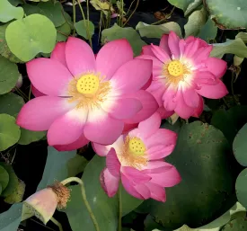 Little Red Chrysanthemum Lotus<br> ❤️ Zac's Top 10 Lotus! ❤️