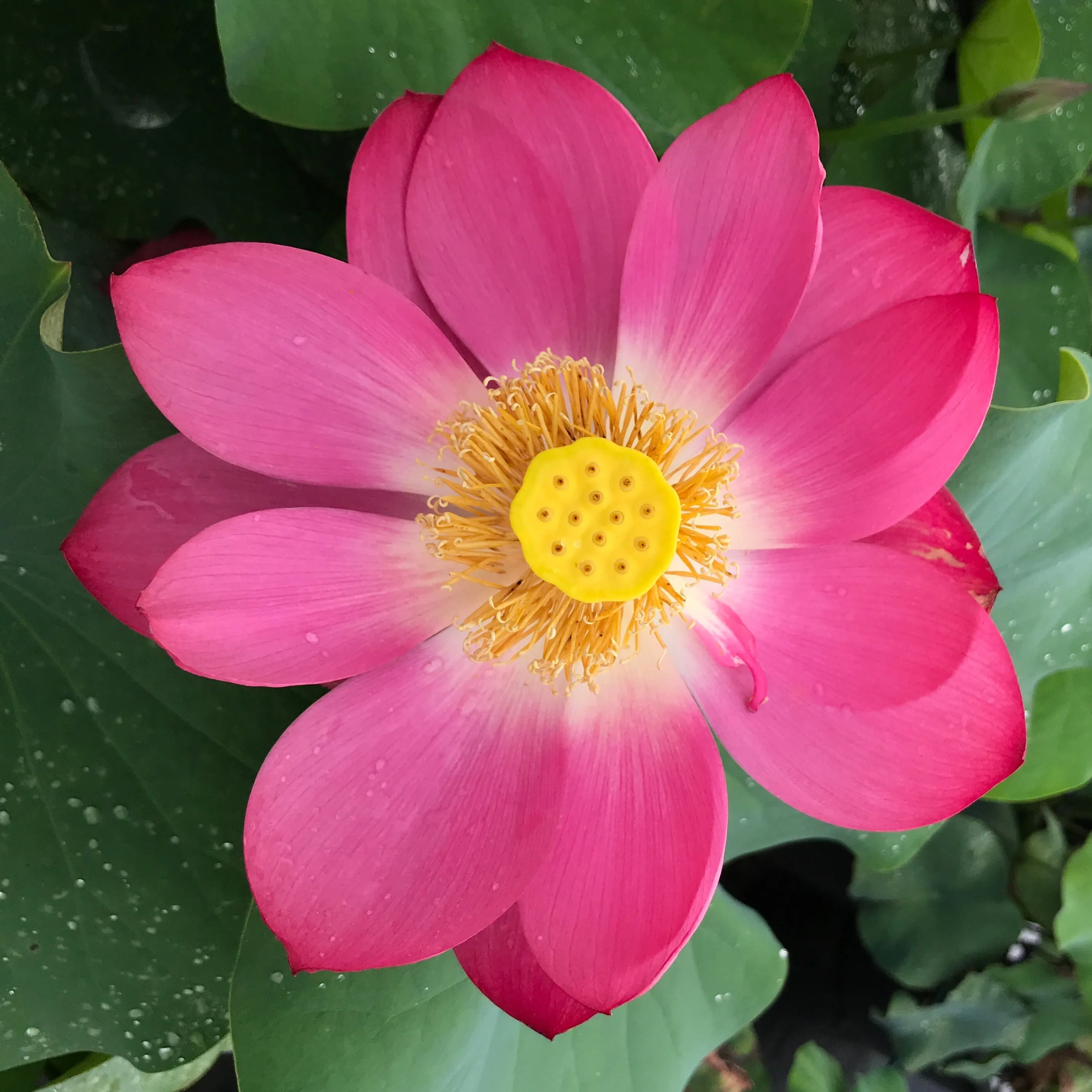 Little Red Chrysanthemum Lotus<br> ❤️ Zac's Top 10 Lotus! ❤️