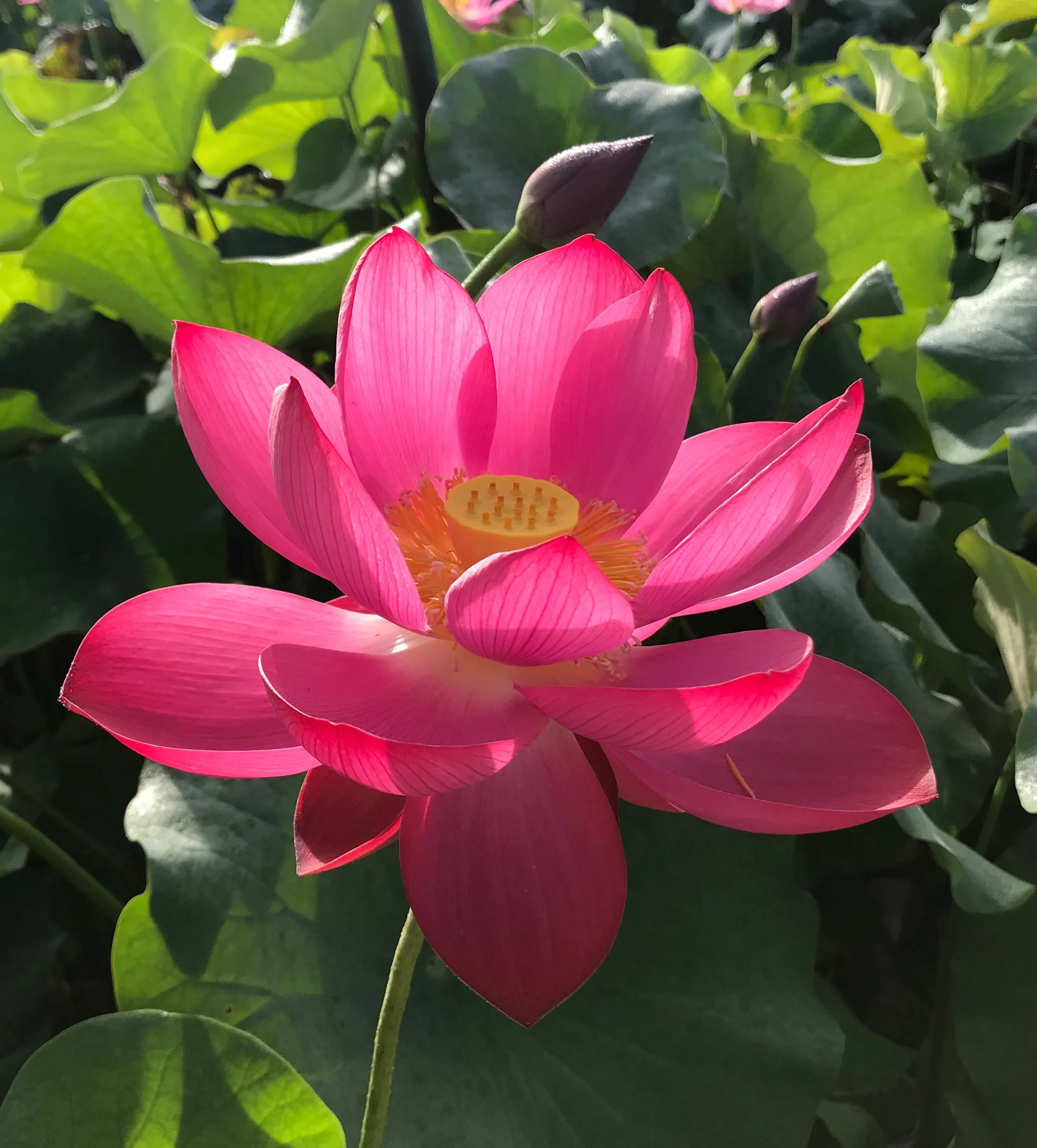 Little Red Chrysanthemum Lotus<br> ❤️ Zac's Top 10 Lotus! ❤️