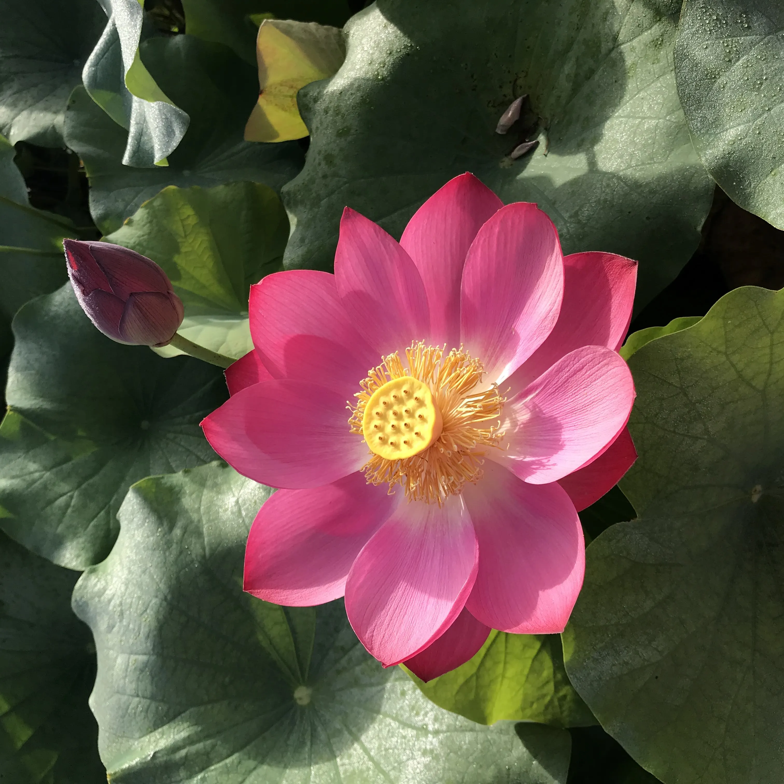 Little Red Chrysanthemum Lotus<br> ❤️ Zac's Top 10 Lotus! ❤️