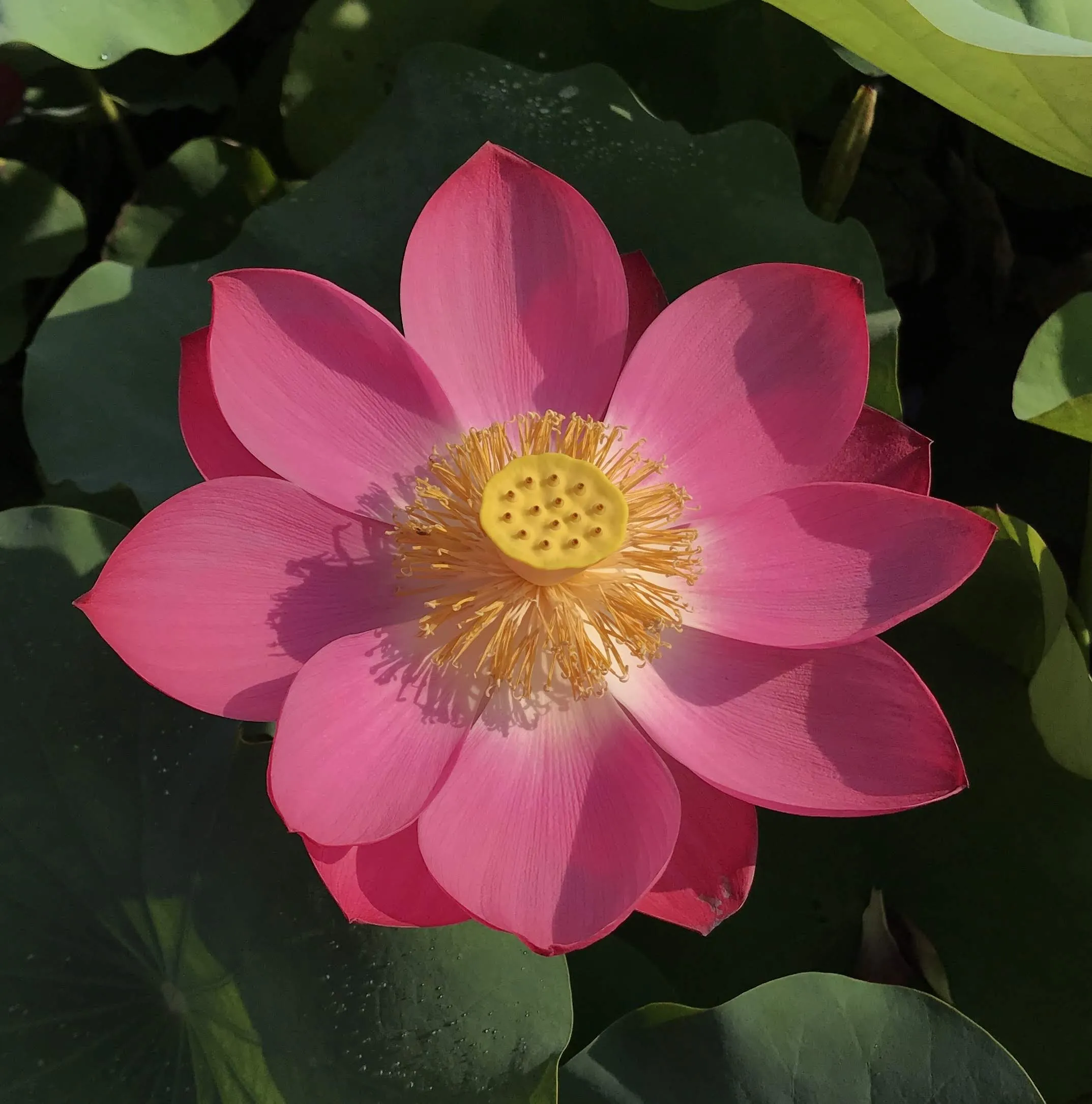 Little Red Chrysanthemum Lotus<br> ❤️ Zac's Top 10 Lotus! ❤️
