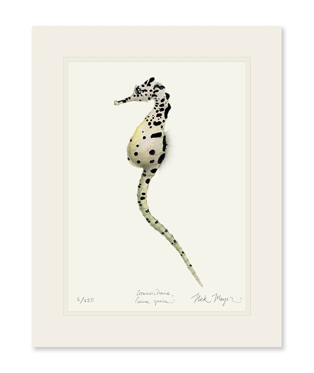 Pot Bellied Seahorse Print