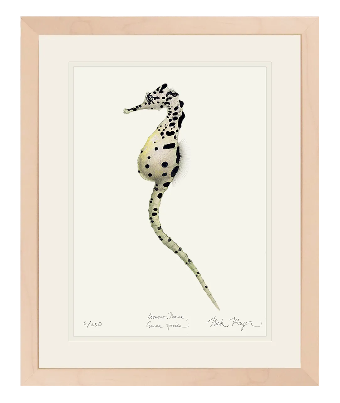 Pot Bellied Seahorse Print