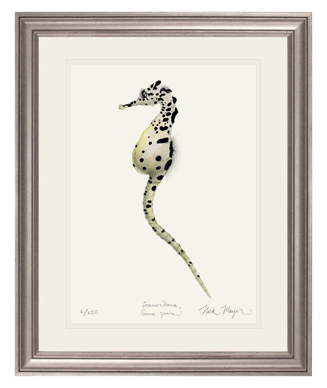 Pot Bellied Seahorse Print