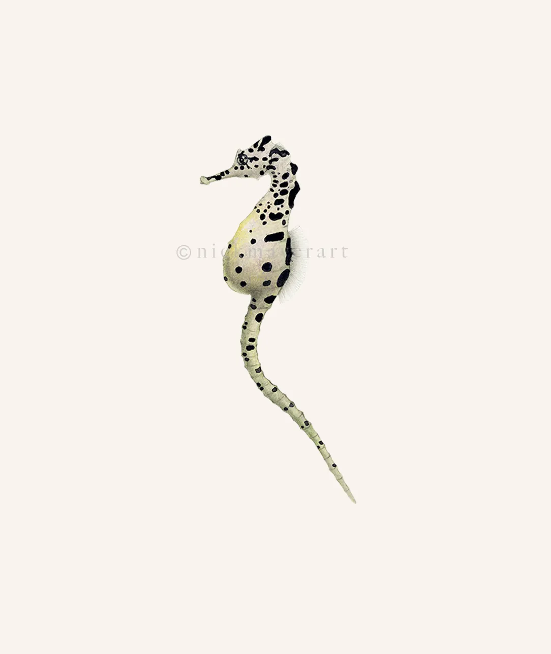 Pot Bellied Seahorse Print