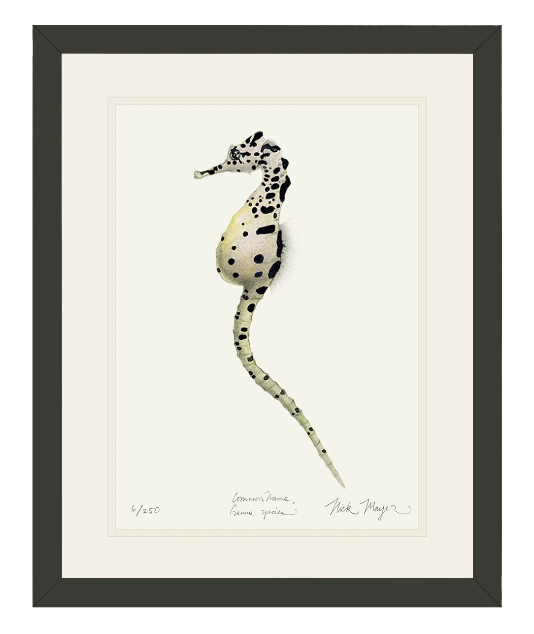 Pot Bellied Seahorse Print
